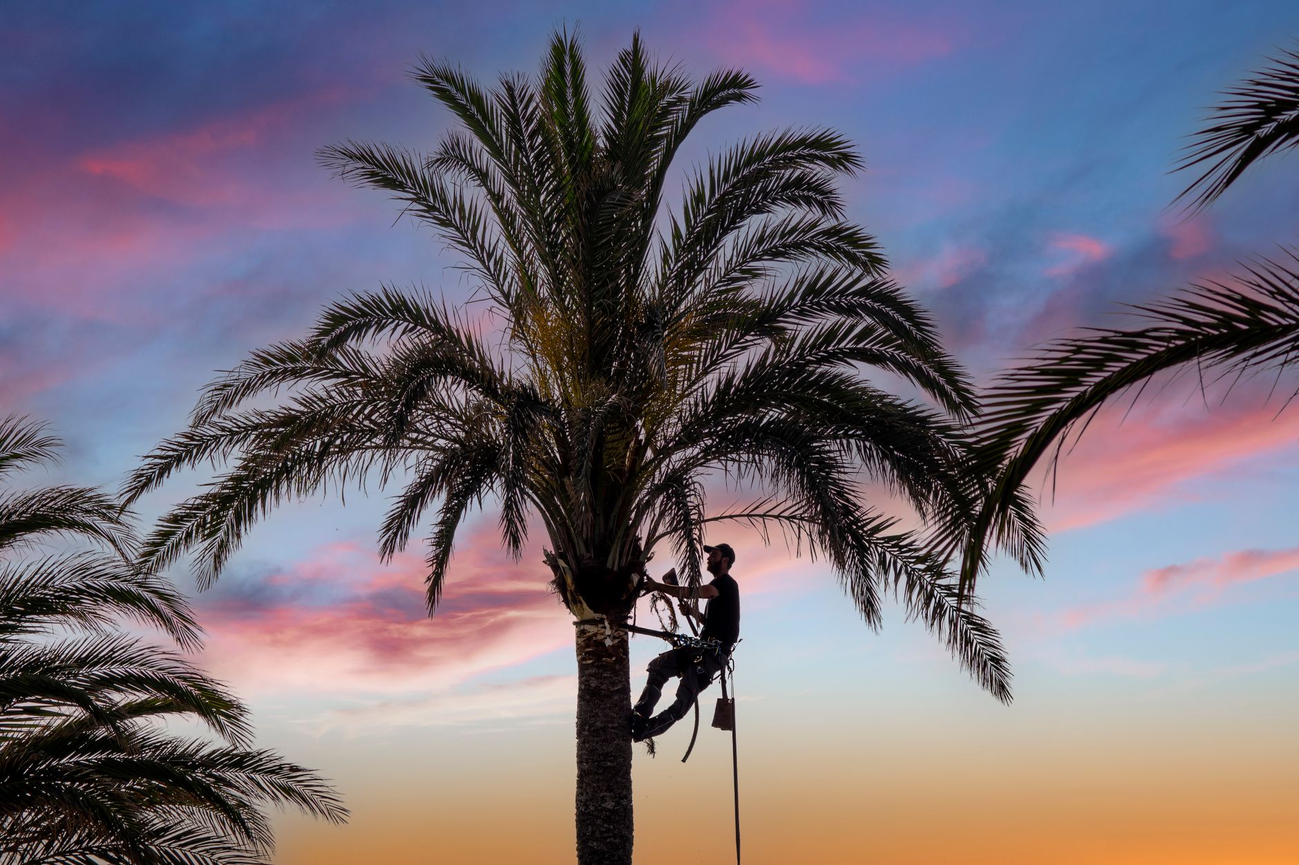 Advanced Tree trimming a tree